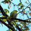 American Goldfinch