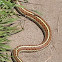Western Terrestrial Garter Snake