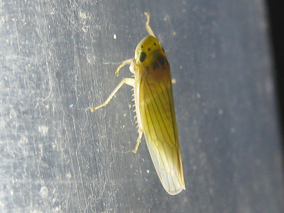 Spotting Image 1