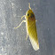 Cicadellidae