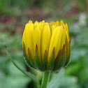Calendula