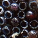 Spined Predatory Soldier Bug eggs