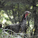 wild turkey