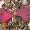 Japanese Maple