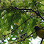 Slate-throated Whitestart