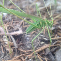 Katydid? With parasite on back