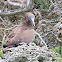 Brown Noddy