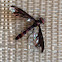 Syrphid Fly
