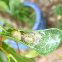 Green Ant Queen with Eggs