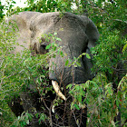 African Elephant