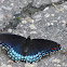 Red-spotted Purple