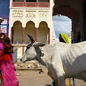 Domestic cow