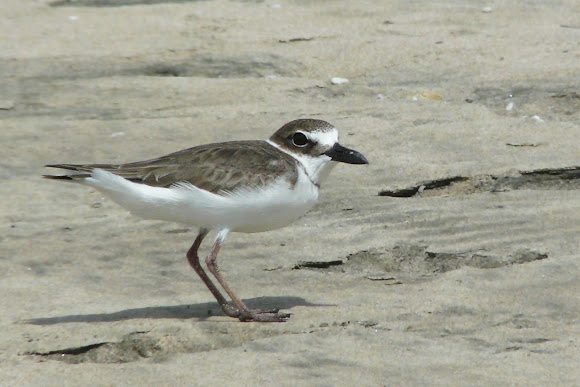 Spotting Image 1