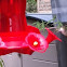 Hummingbird