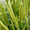 Pteridophyta