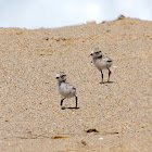 Snowy Plover chicks