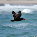 African Black Oystercatcher