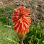 Lírio-tocha (Torch lily)