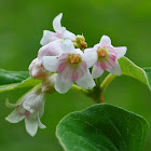 Spreading Dogbane