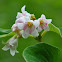 Spreading Dogbane