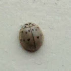 Ladybug