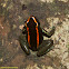 Golfo Dulce Poison-Dart Frog