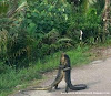 Gambar preview Gaya Bercinta Ala Buaya Darat