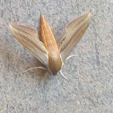 Tersa Sphinx Moth