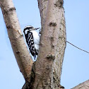 Hairy woodpecker