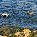 Common Eider