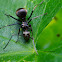 Spiny ant