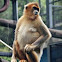Snub-nosed Monkey