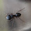 Ant