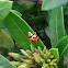Lady bug