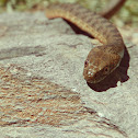 Viperine Water Snake