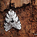 Gypsy Moth