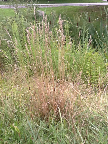 Spotting Image 1