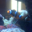 Clownfish