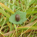 Slug