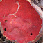 Scarlet cup