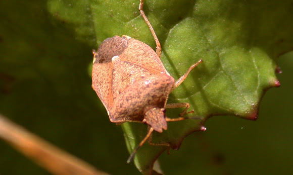 Spotting Image 1