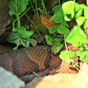 Copperhead
