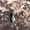 Anise swallowtail