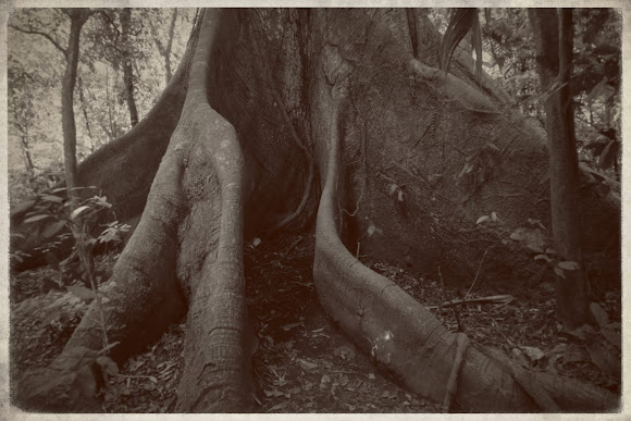 Spotting Image 1