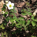 False Rue Anemone