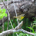 Common Yellowthroat (male)