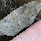 Monkey moth