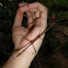 stick insect