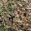 Bee Fly