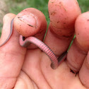 Northern Red-belly Snake